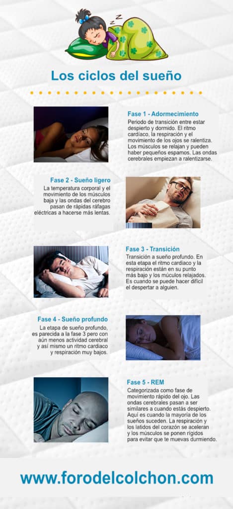 Los ciclos del sueño