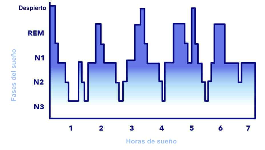 La estructura del sueño